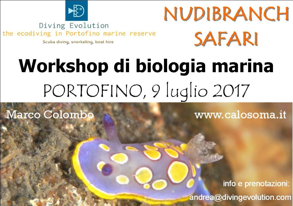 Nudibranch safari: workshop di biologia marina